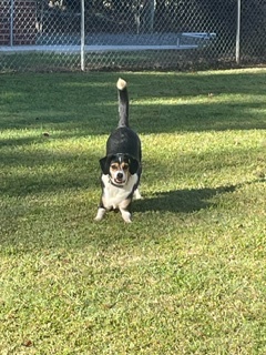 Enlarge Daisy, a Adoptable mixed breed in Emporia, VA image 2/5