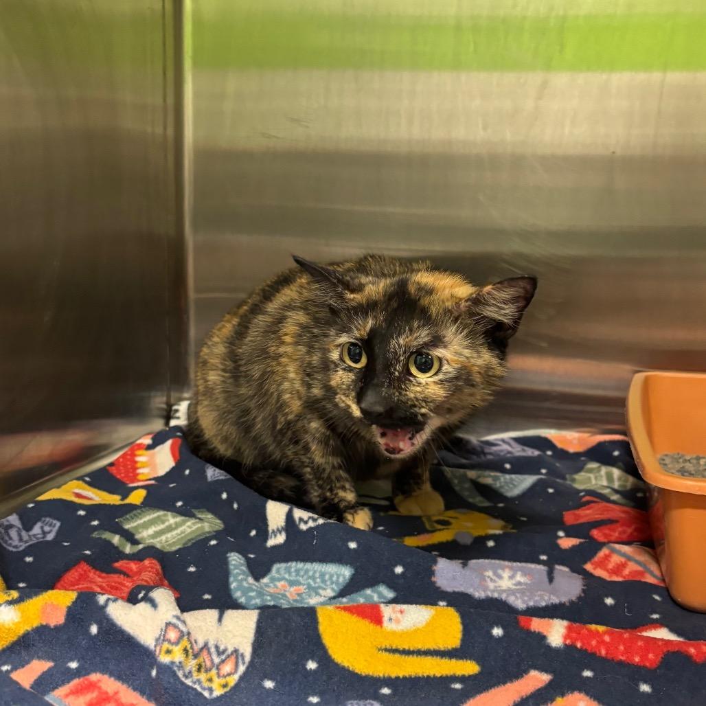 Momma C, Adoptable, Adult Female Domestic Short Hair.