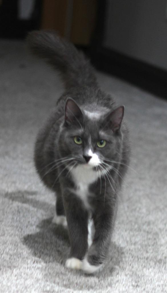 Poppy, Adoptable, Adult Female Domestic Long Hair.