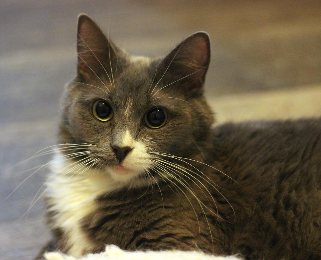 Enlarge Poppy, a Adoptable mixed breed in Minneapolis, MN image 3/4