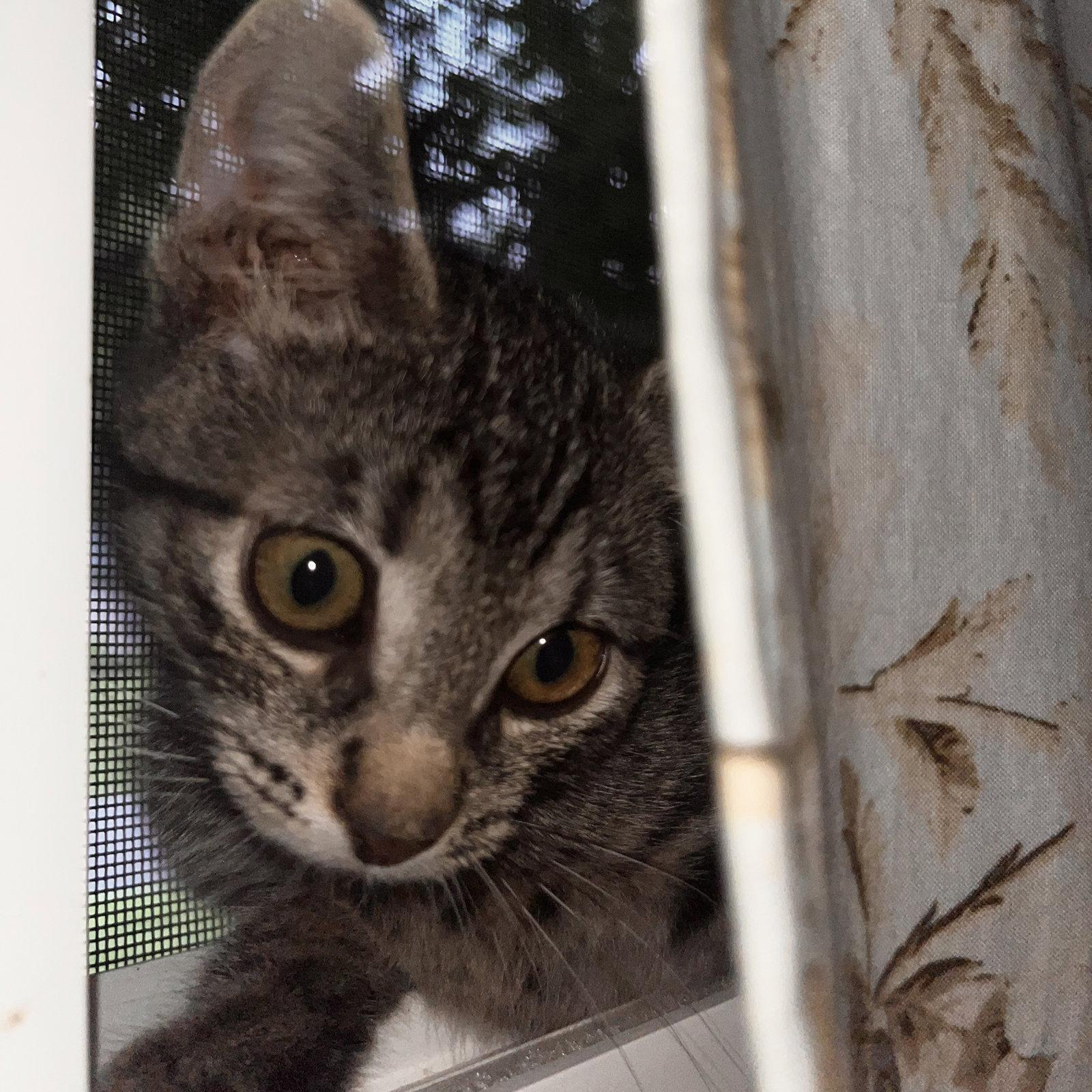 Winslow, Adoptable, Kitten Female Domestic Short Hair.