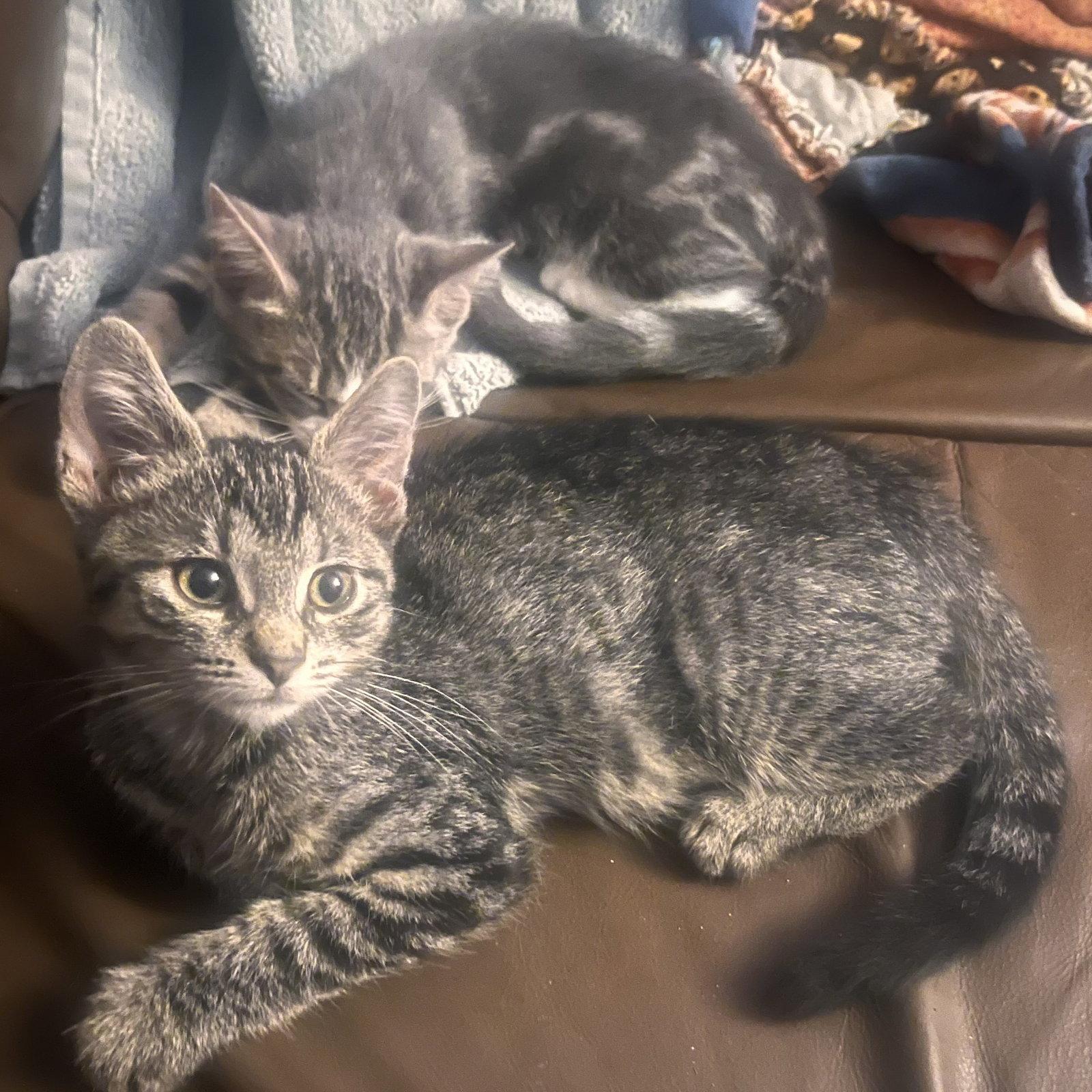 Enlarge Winslow, a Adoptable Domestic Short Hair in Rochester, NY image 2/3