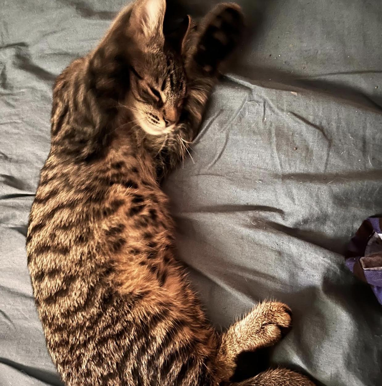 Enlarge Winslow, a Adoptable Domestic Short Hair in Rochester, NY image 3/3