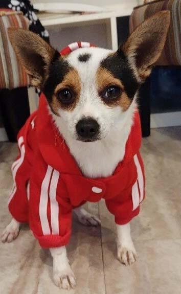 Oreo, a Adopted Chihuahua in Dallas, TX image 1/6