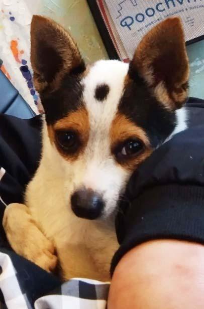 Oreo, a Adopted Chihuahua in Dallas, TX image 2/6