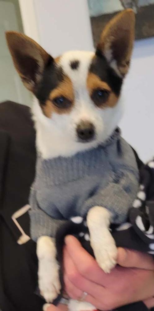 Oreo, a Adopted Chihuahua in Dallas, TX image 3/6