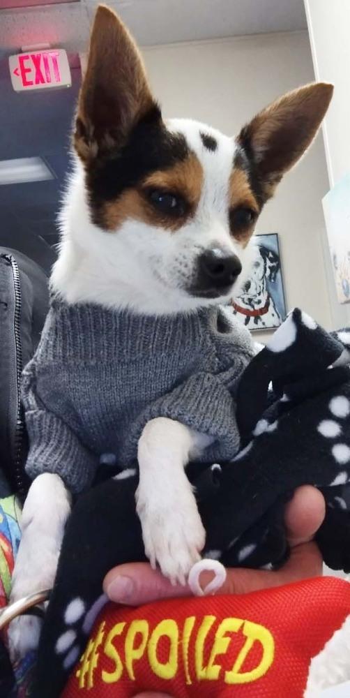 Oreo, a Adopted Chihuahua in Dallas, TX image 4/6