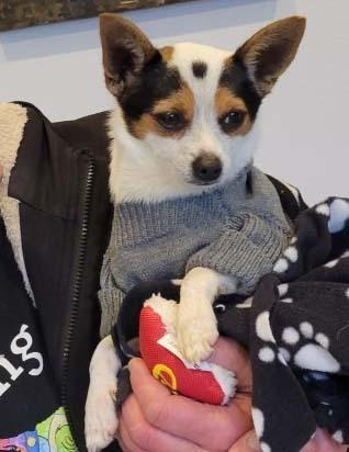 Oreo, a Adopted Chihuahua in Dallas, TX image 5/6