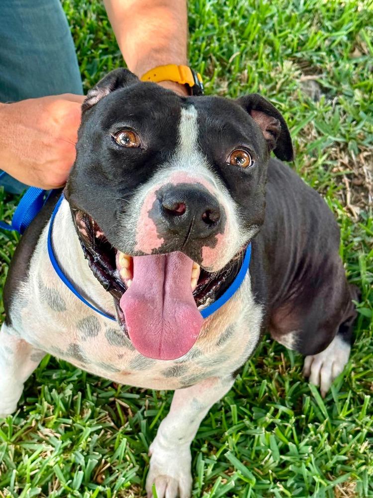 Sir Wagsalot #A-140990 💜⭐️, Adoptable, Adult Male Terrier.