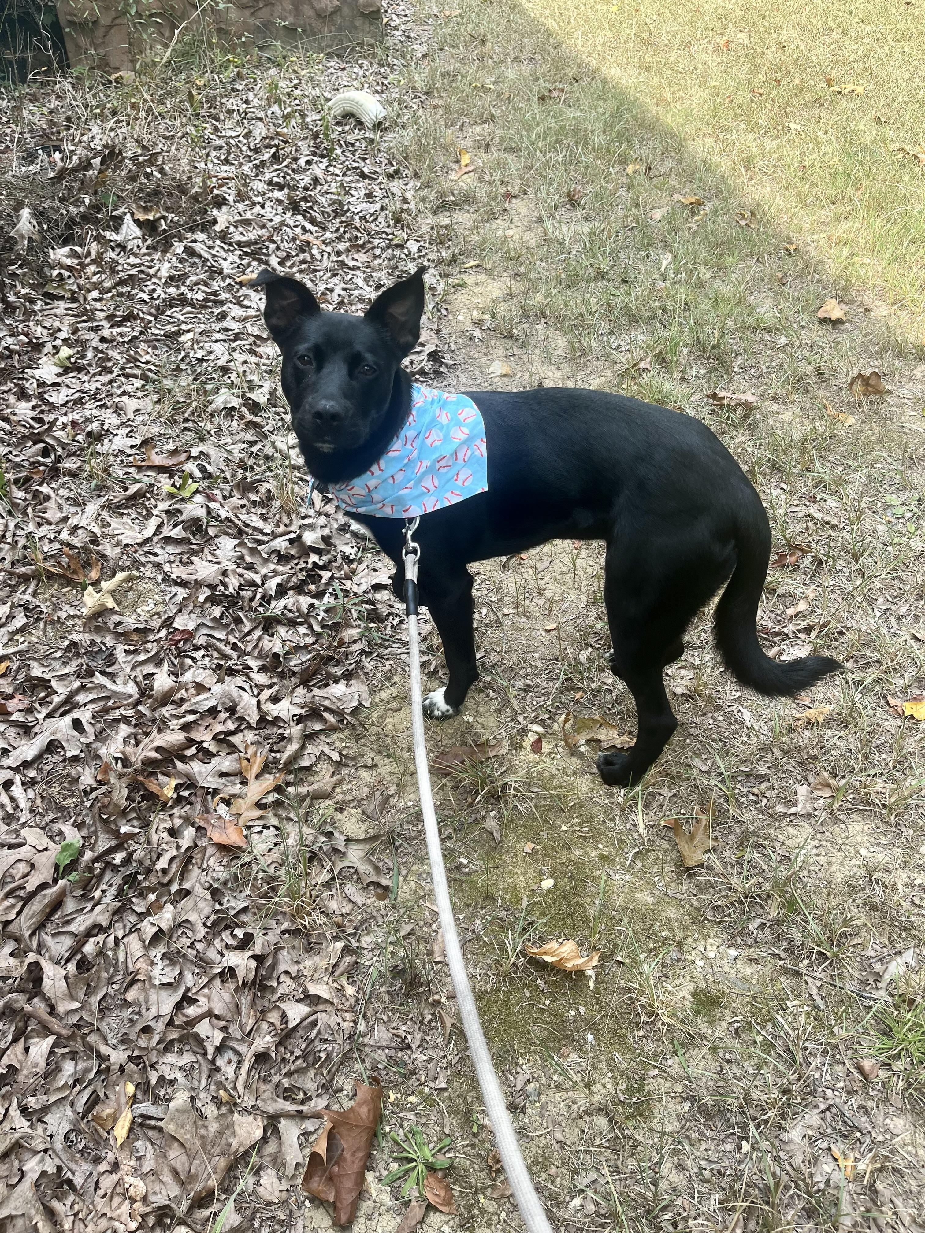 Enlarge Lizzie (Tiana), a Adoptable mixed breed in Westminster, MD image 2/6