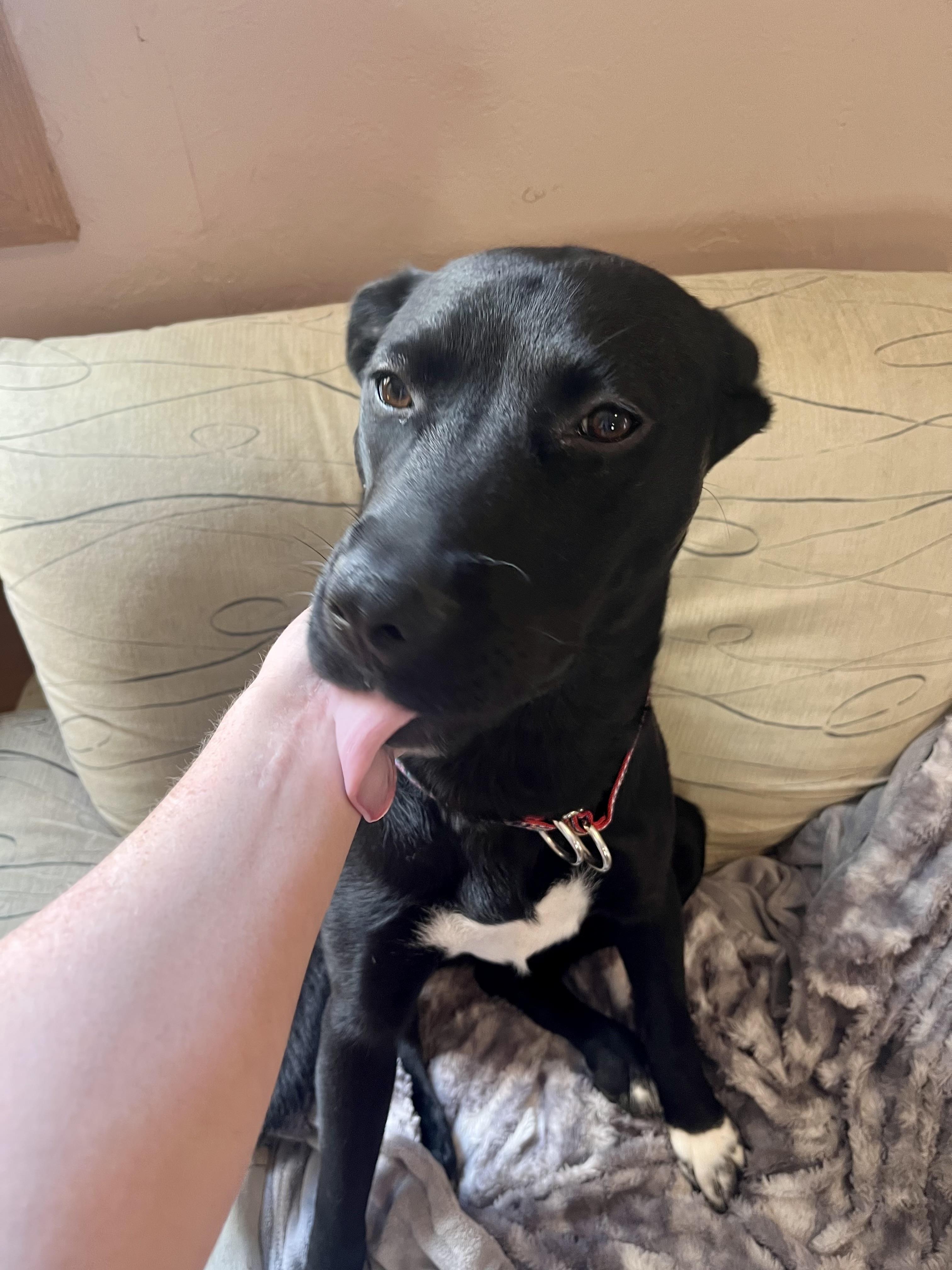 Enlarge Lizzie (Tiana), a Adoptable mixed breed in Westminster, MD image 5/6