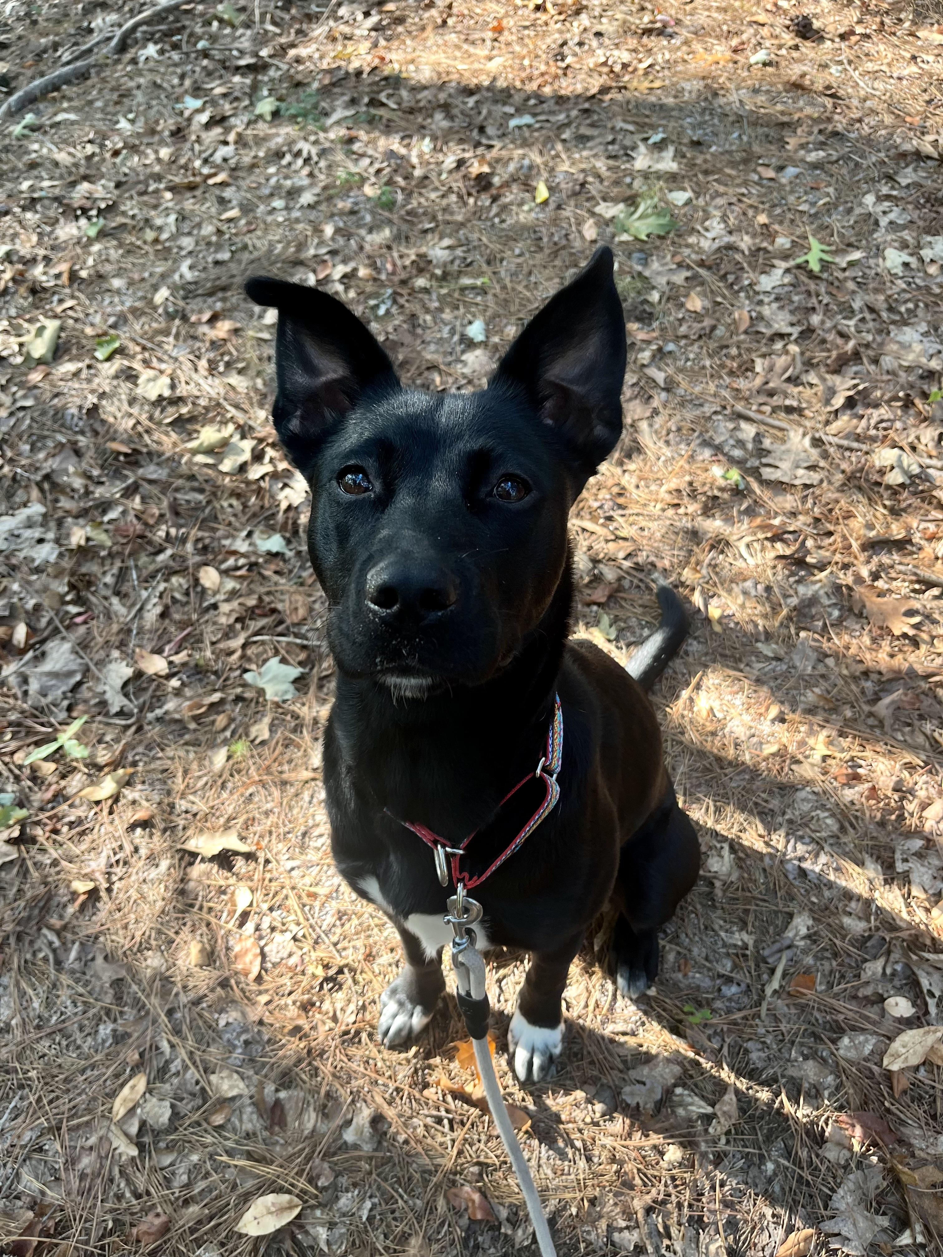 Enlarge Lizzie (Tiana), a Adoptable mixed breed in Westminster, MD image 1/6