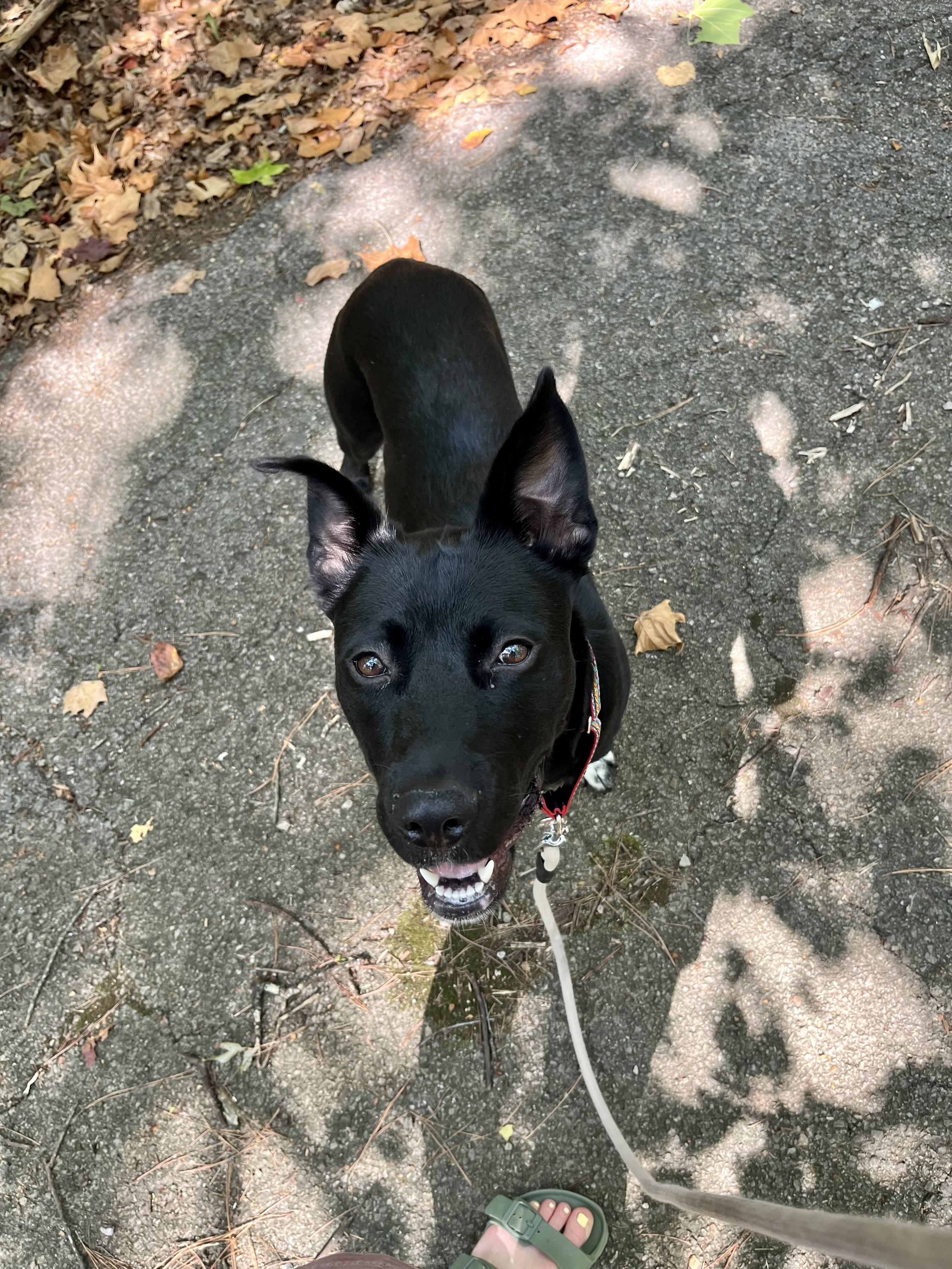 Enlarge Lizzie (Tiana), a Adoptable mixed breed in Westminster, MD image 6/6