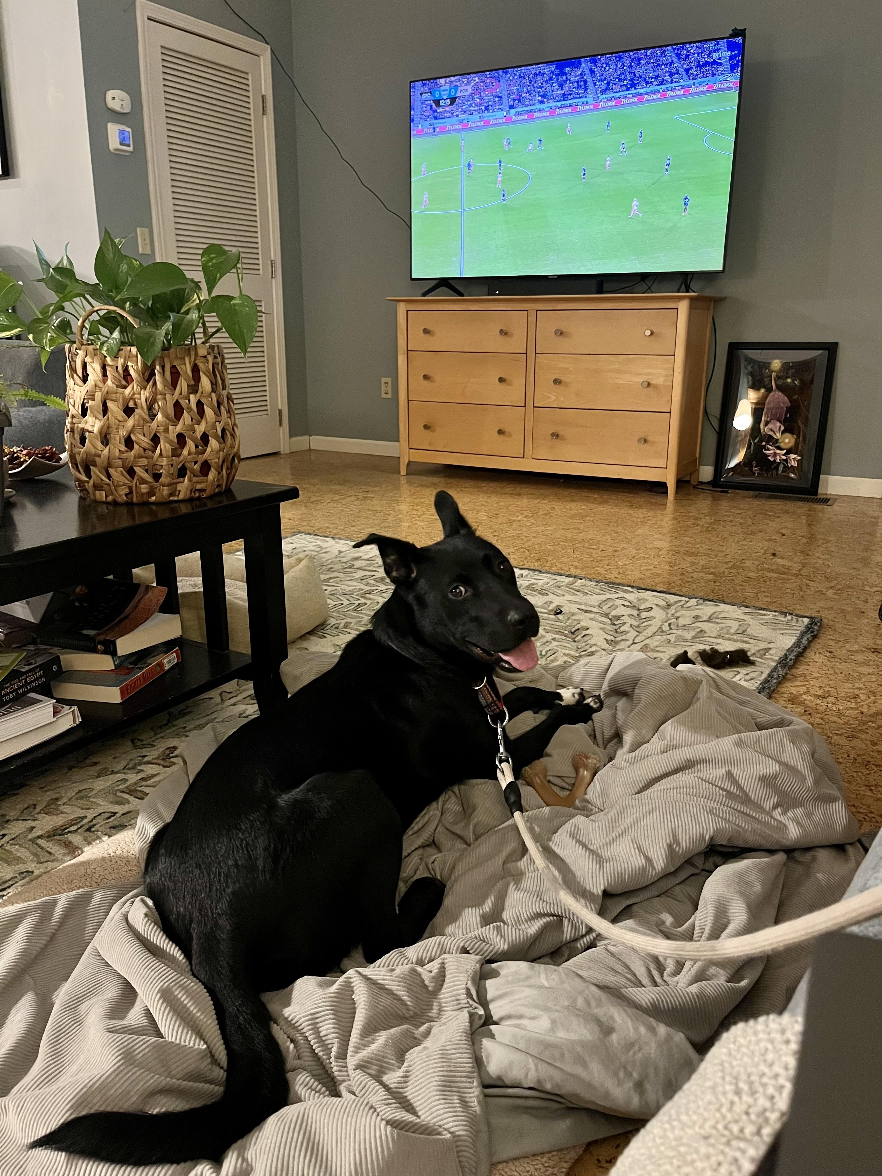 Enlarge Lizzie (Tiana), a Adoptable mixed breed in Westminster, MD image 4/6