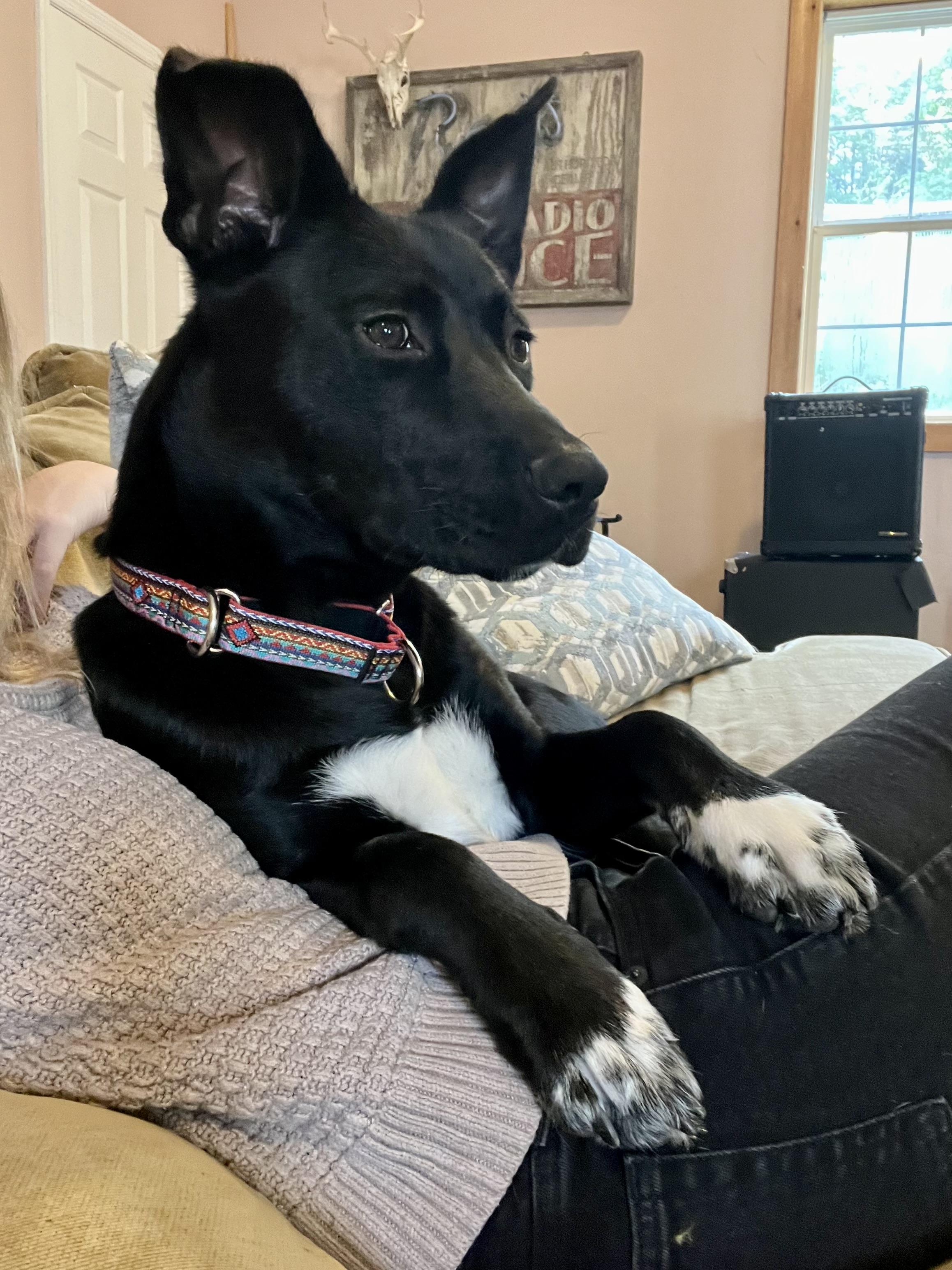 Enlarge Lizzie (Tiana), a Adoptable mixed breed in Westminster, MD image 3/6