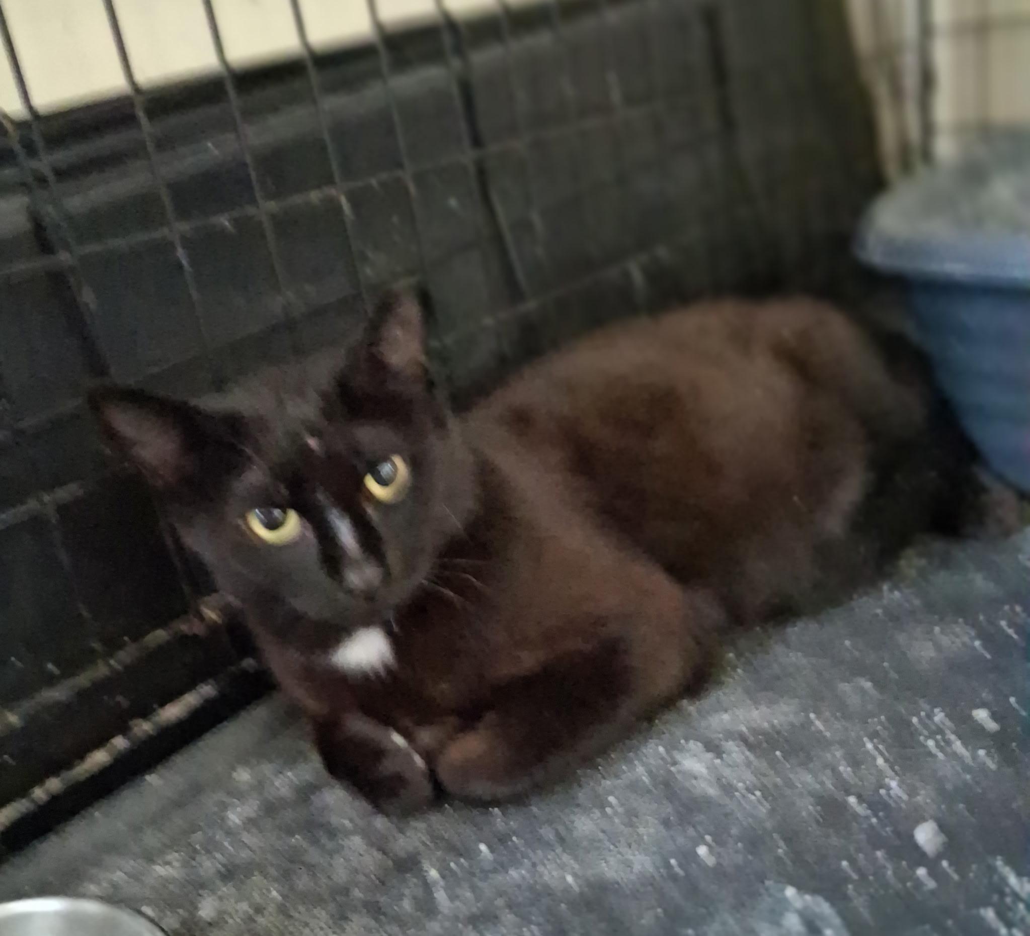 Lexi, Adoptable, Adult Female Domestic Short Hair.