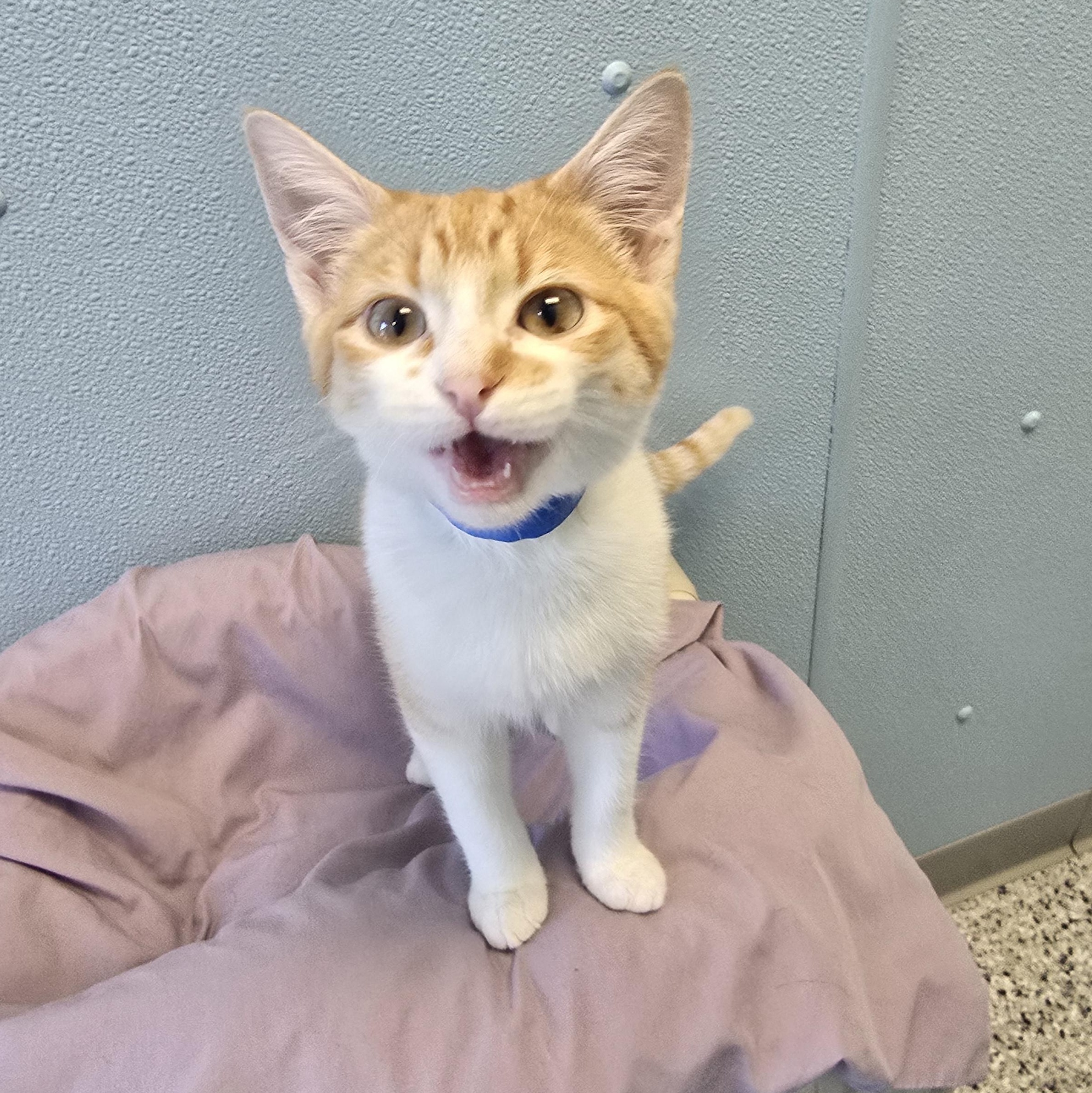 Jax, Adopted, Kitten Male Domestic Short Hair.