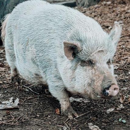 Enlarge Wanda, a Adoptable Pot Bellied in Mount Juliet, TN image 1/1