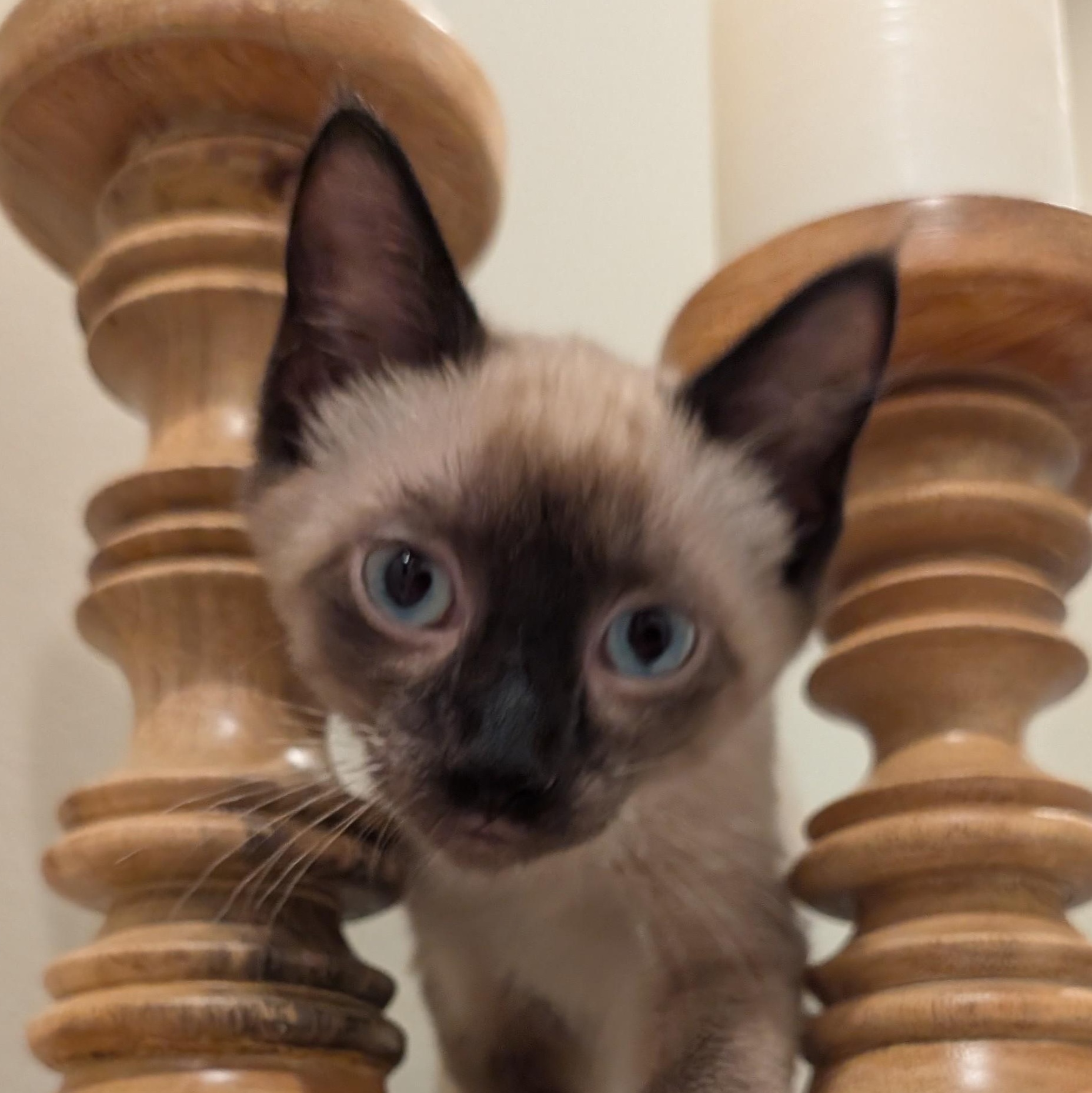 Lapiz, Baby Male Siamese