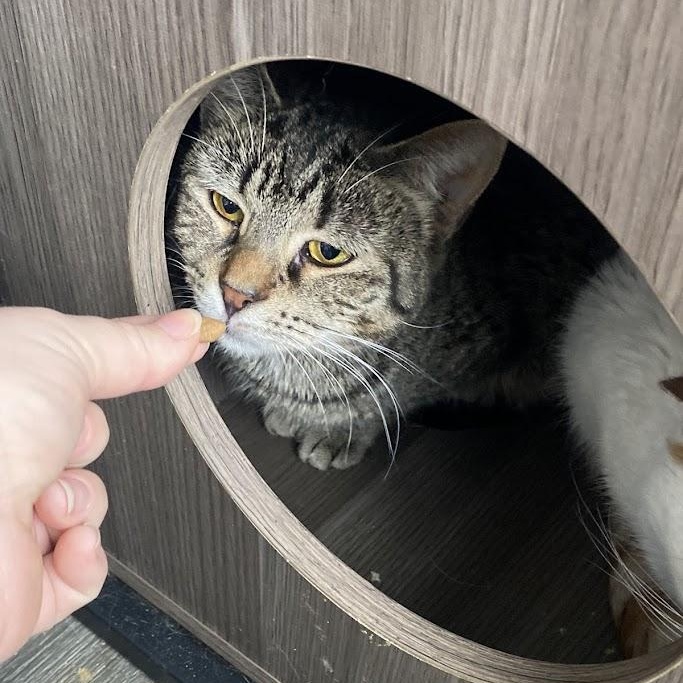 Enlarge Genesee, a Adoptable Domestic Short Hair in Buffalo, NY image 2/6