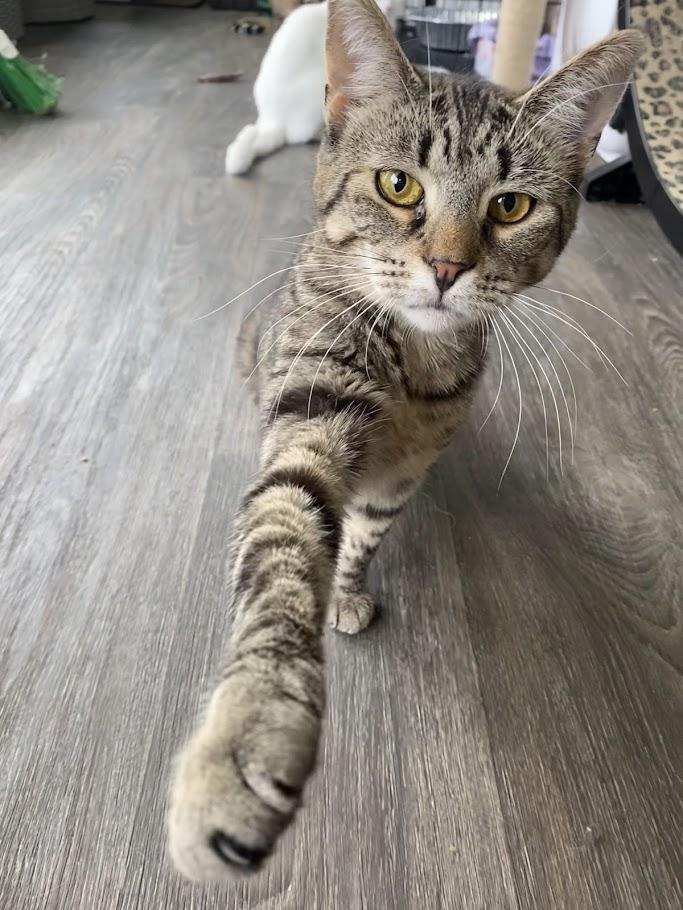 Enlarge Genesee, a Adoptable Domestic Short Hair in Buffalo, NY image 1/6