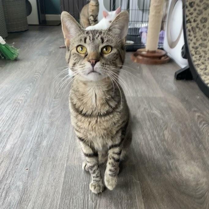 Enlarge Genesee, a Adoptable Domestic Short Hair in Buffalo, NY image 3/6