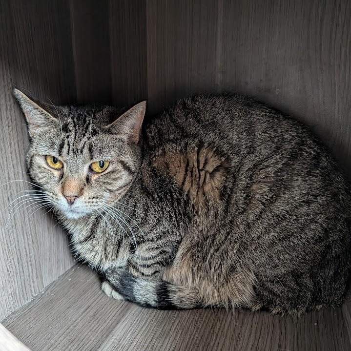 Enlarge Genesee, a Adoptable Domestic Short Hair in Buffalo, NY image 6/6