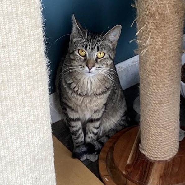 Enlarge Genesee, a Adoptable Domestic Short Hair in Buffalo, NY image 4/6