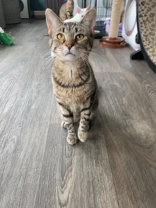 Enlarge Genesee, a Adoptable Domestic Short Hair in Buffalo, NY video 5/6