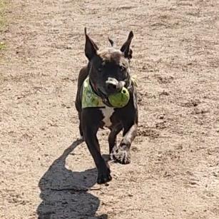 Kendra, Adoptable, Senior Female Pit Bull Terrier.