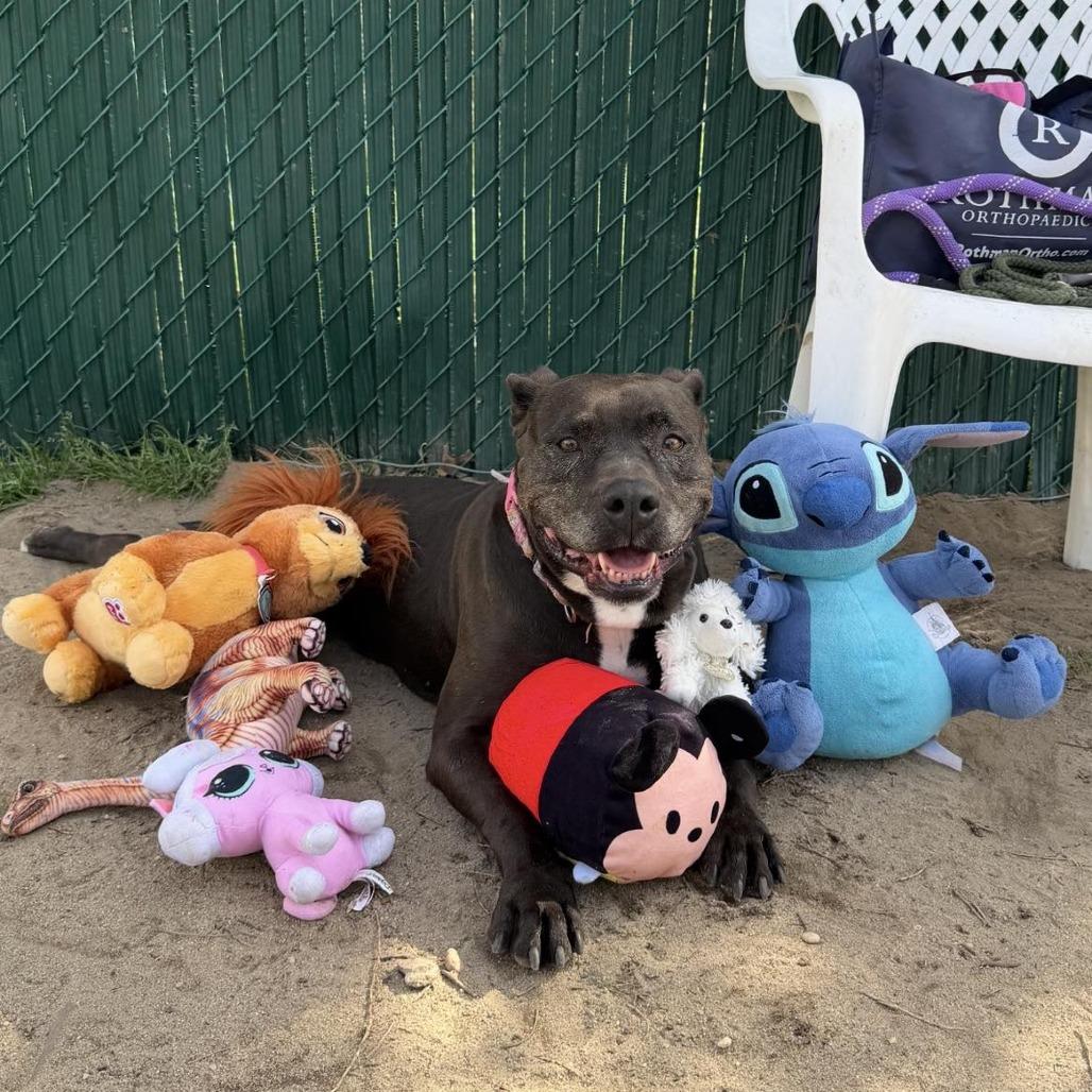 Kendra, Adoptable, Senior Female Pit Bull Terrier.