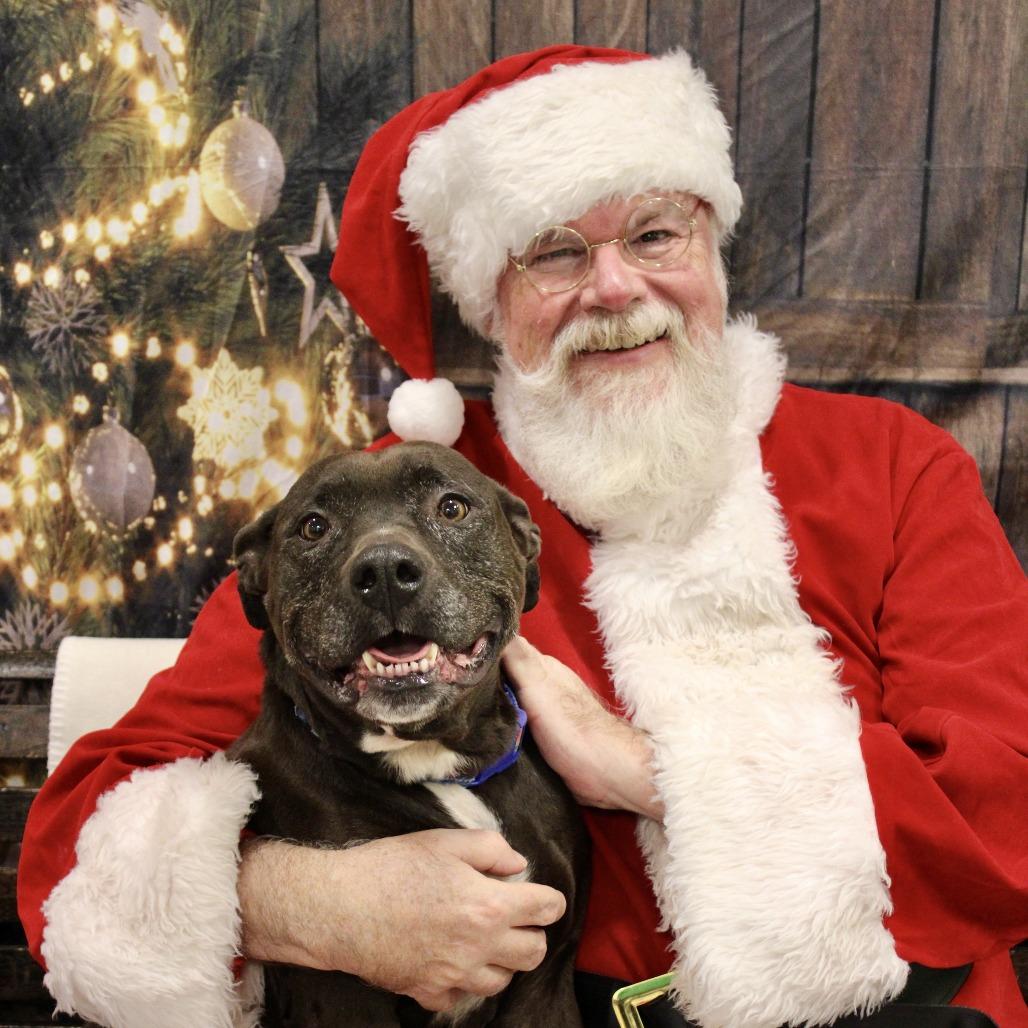 Enlarge Kendra, a Adoptable Pit Bull Terrier in Vineland, NJ image 3/4