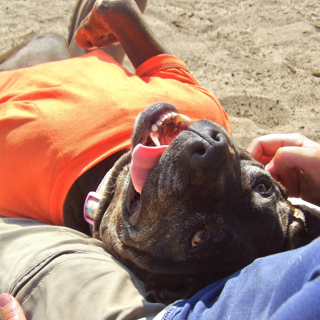 Enlarge Kendra, a Adoptable Pit Bull Terrier in Vineland, NJ image 3/4