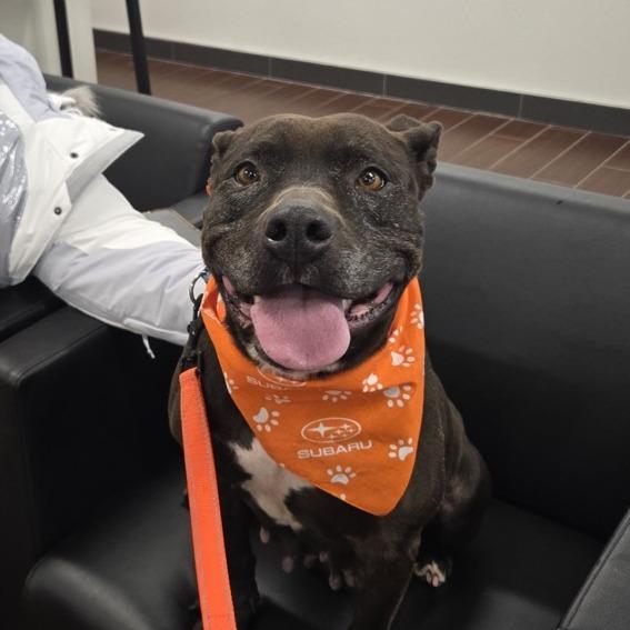 Enlarge Kendra, a Adoptable Pit Bull Terrier in Vineland, NJ image 4/4