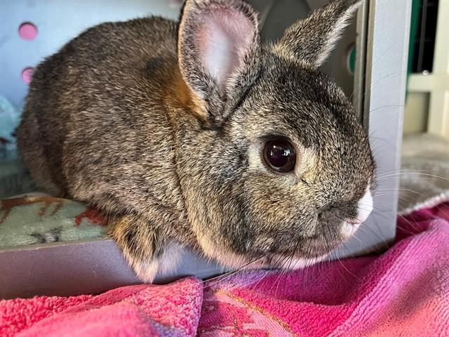 Enlarge JUNO, a Adoptable Netherland Dwarf in Palo Alto, CA image 1/1