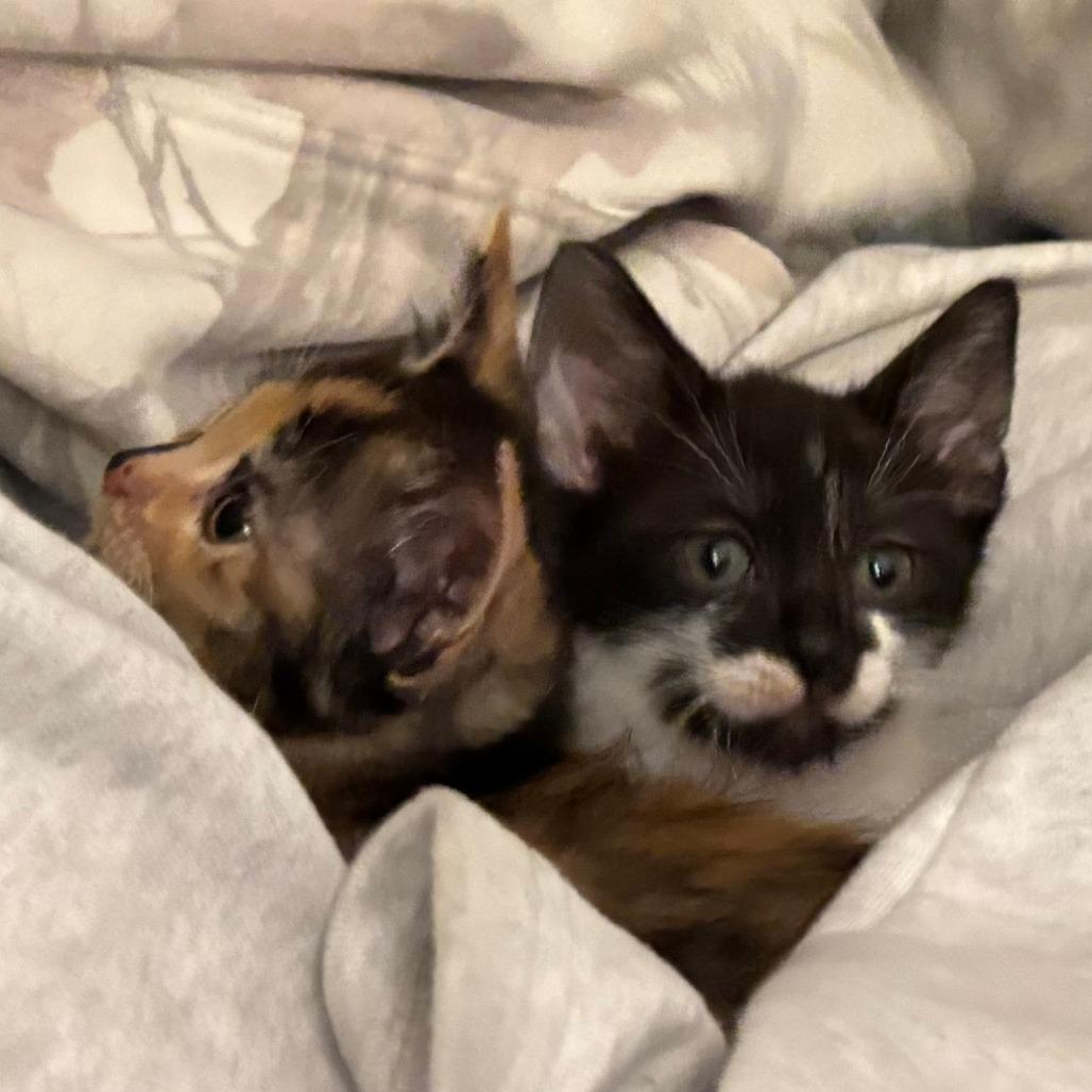 Biscuit, Adoptable, Kitten Male Domestic Short Hair.