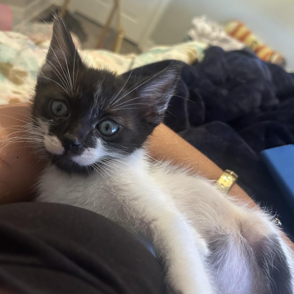 Enlarge Biscuit, a Adoptable Domestic Short Hair in Jupiter, FL image 2/6