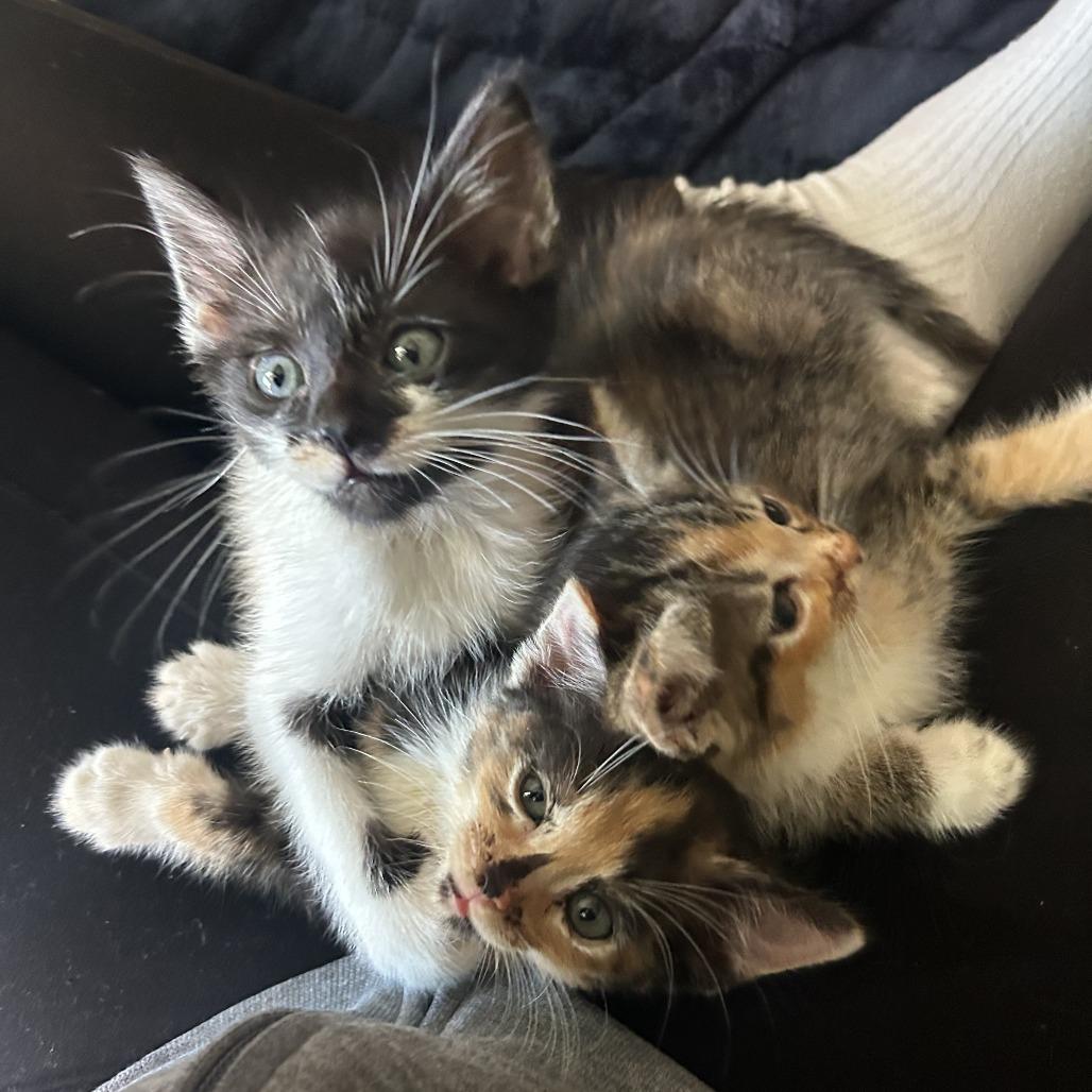 Enlarge Biscuit, a Adoptable Domestic Short Hair in Jupiter, FL image 3/6