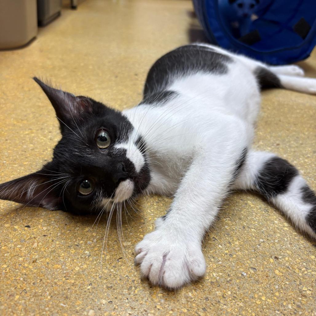 Enlarge Biscuit, a Adoptable Domestic Short Hair in Jupiter, FL image 4/6