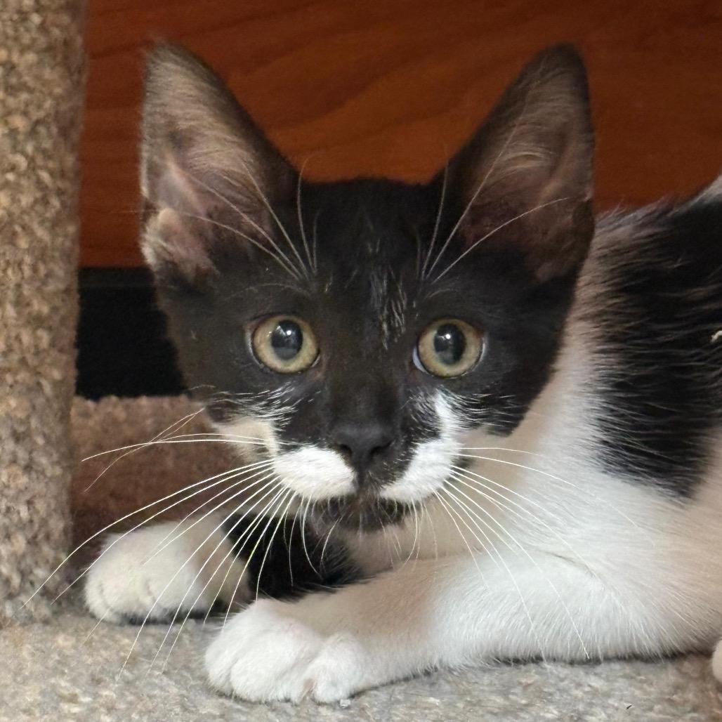 Enlarge Biscuit, a Adoptable Domestic Short Hair in Jupiter, FL image 5/6