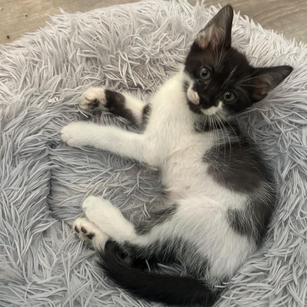 Enlarge Biscuit, a Adoptable Domestic Short Hair in Jupiter, FL image 6/6