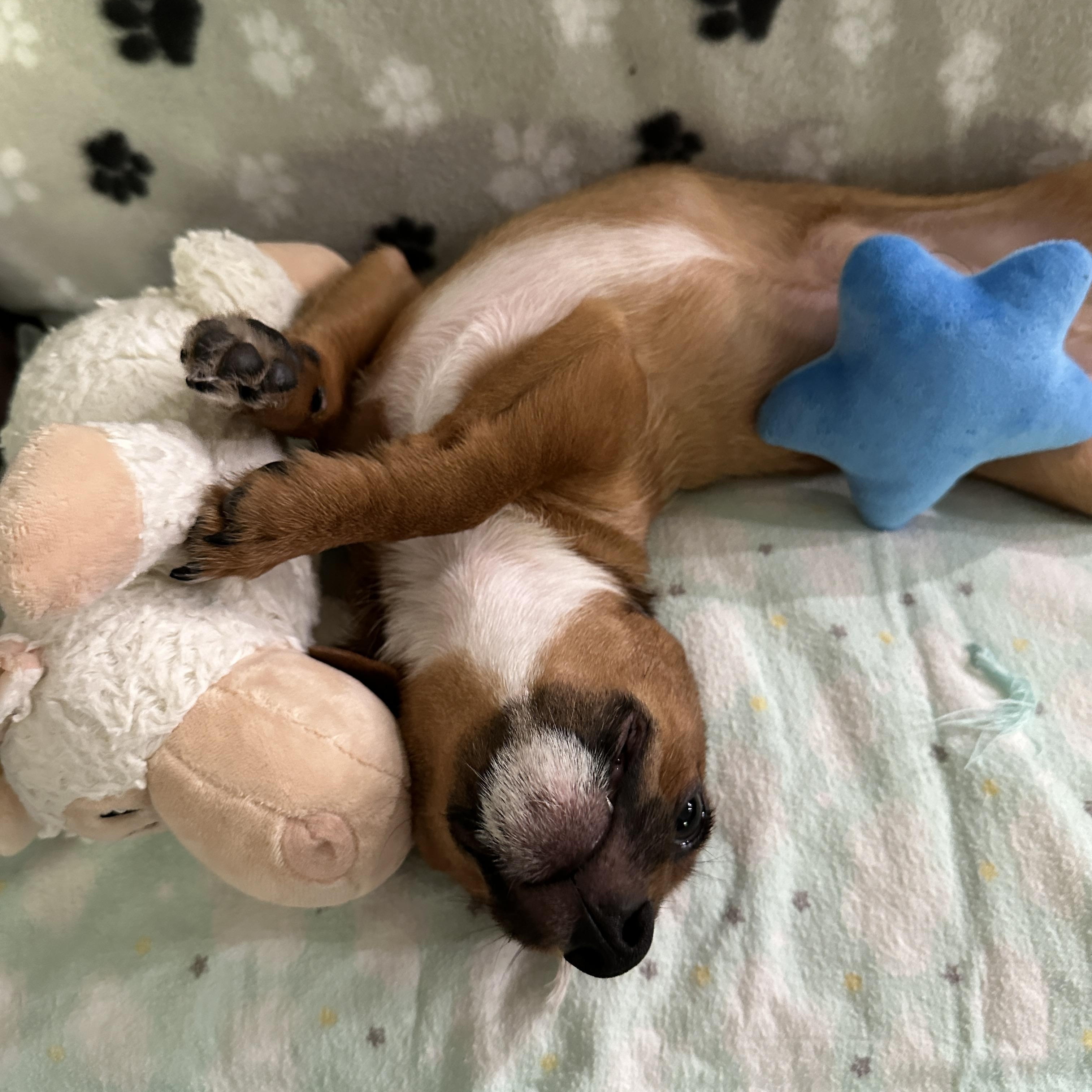Charles, Adopted, Puppy Male Dachshund & Chihuahua.