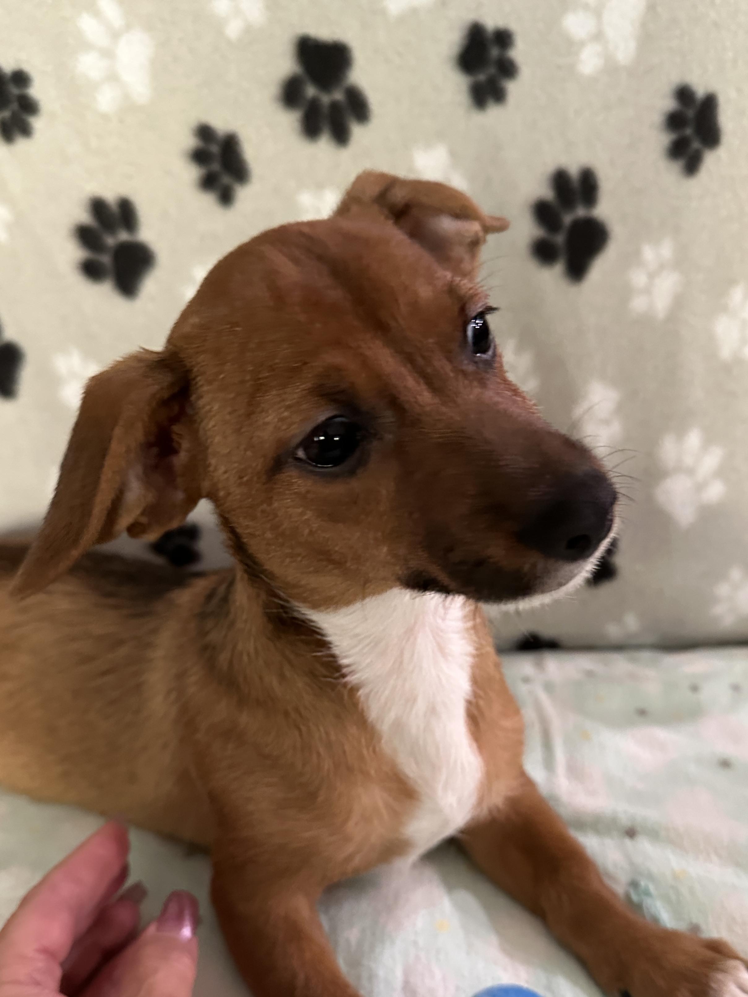 Enlarge Charles, a Adopted mixed breed in Discovery Bay, CA image 2/5