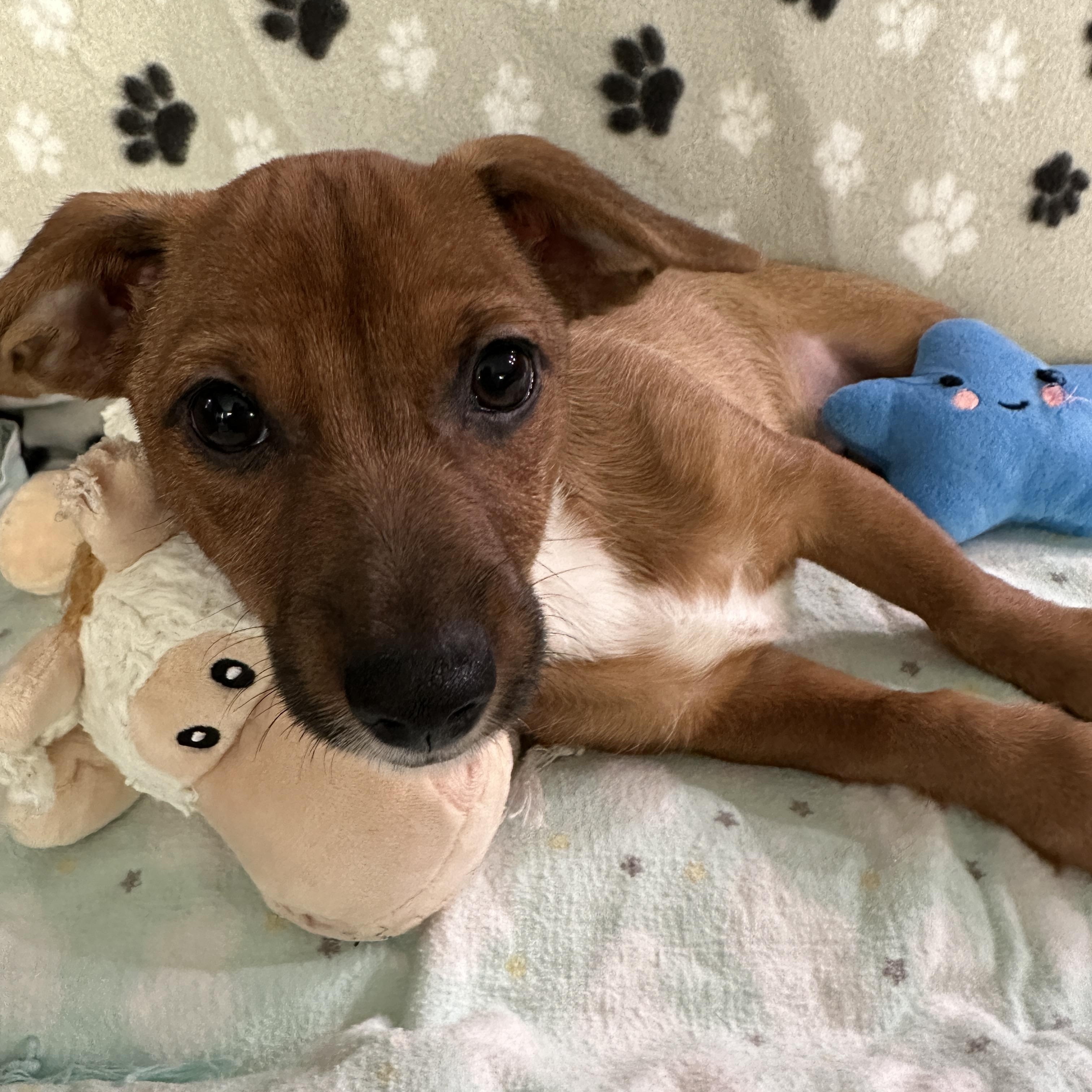 Enlarge Charles, a Adopted mixed breed in Discovery Bay, CA image 3/5