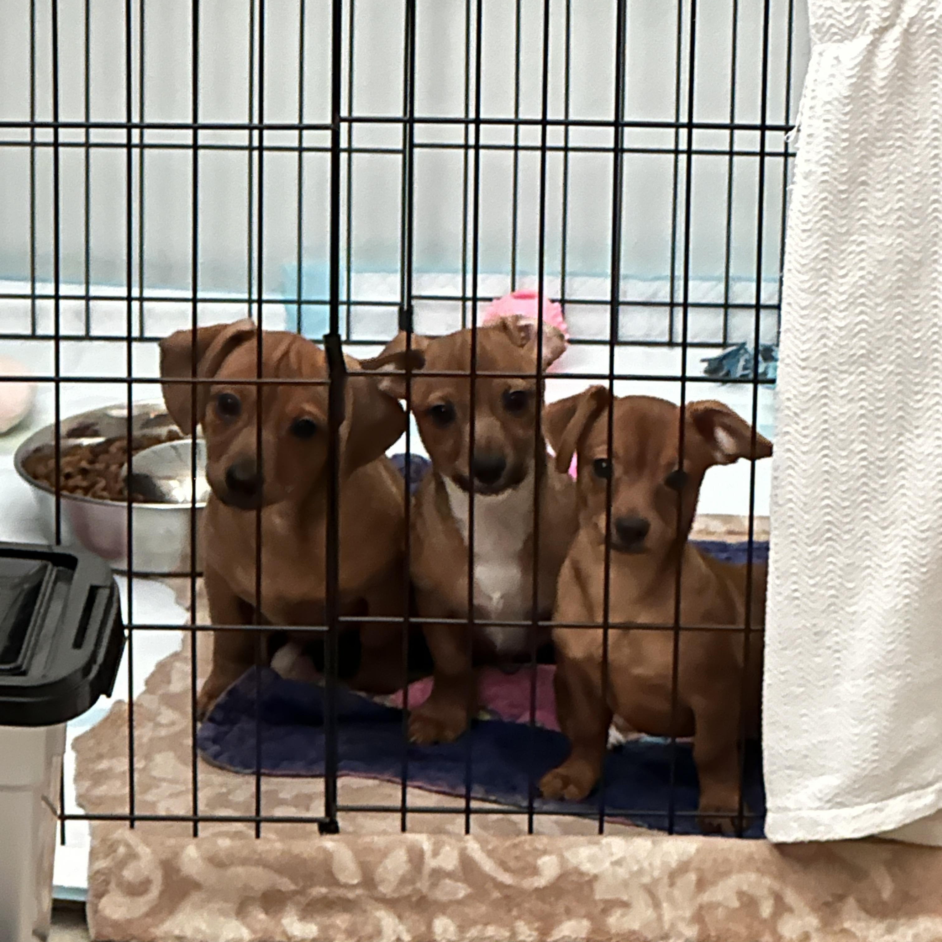 Enlarge Charles, a Adopted mixed breed in Discovery Bay, CA image 4/5