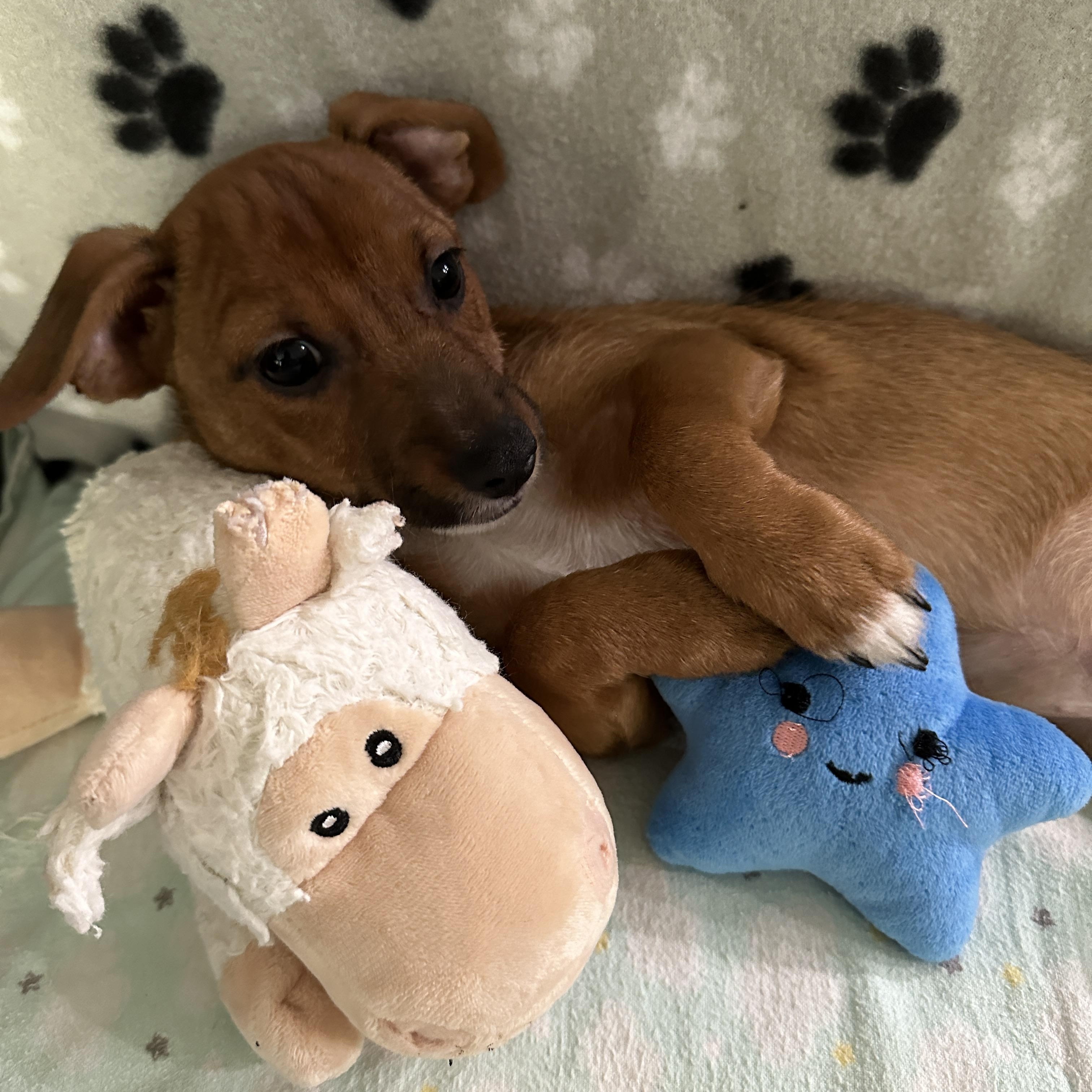 Charles, Adopted, Puppy Male Dachshund & Chihuahua.
