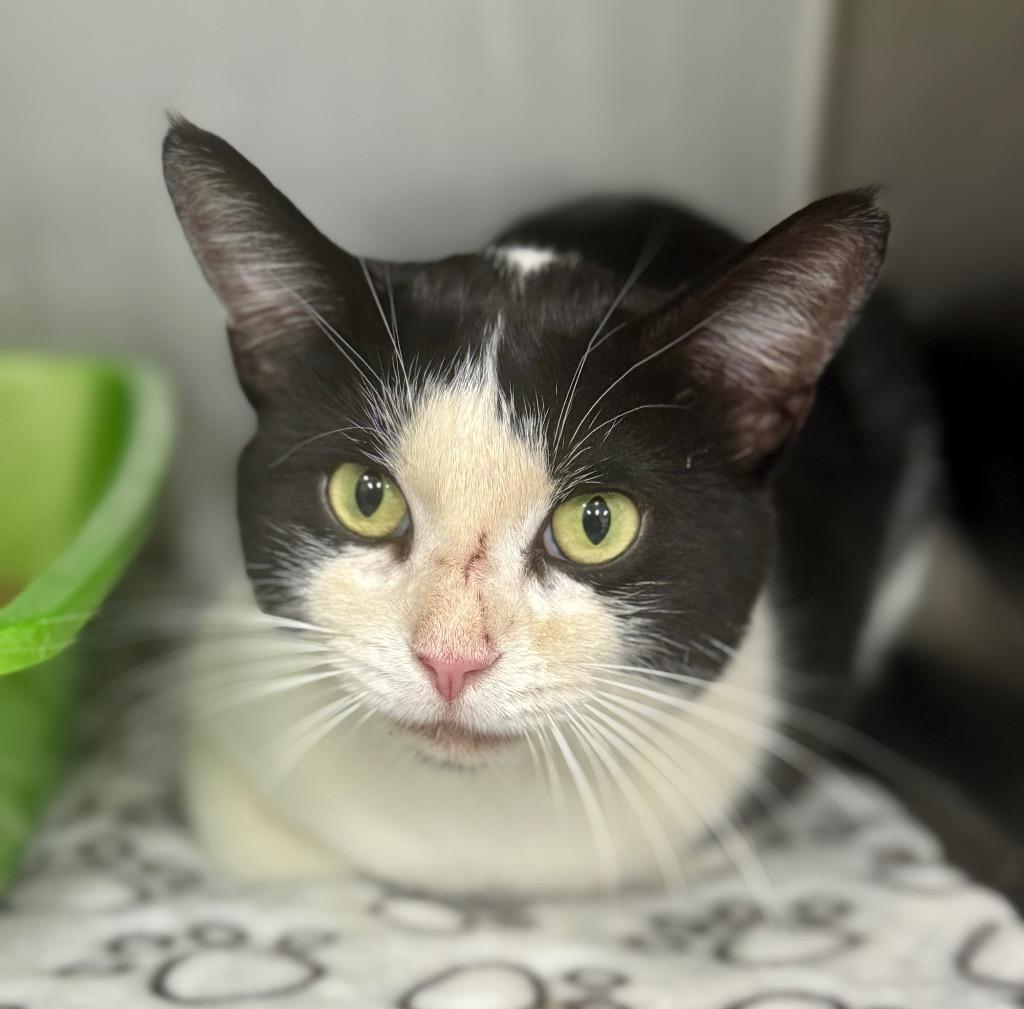 Freddie, Adoptable, Young Male Domestic Short Hair.