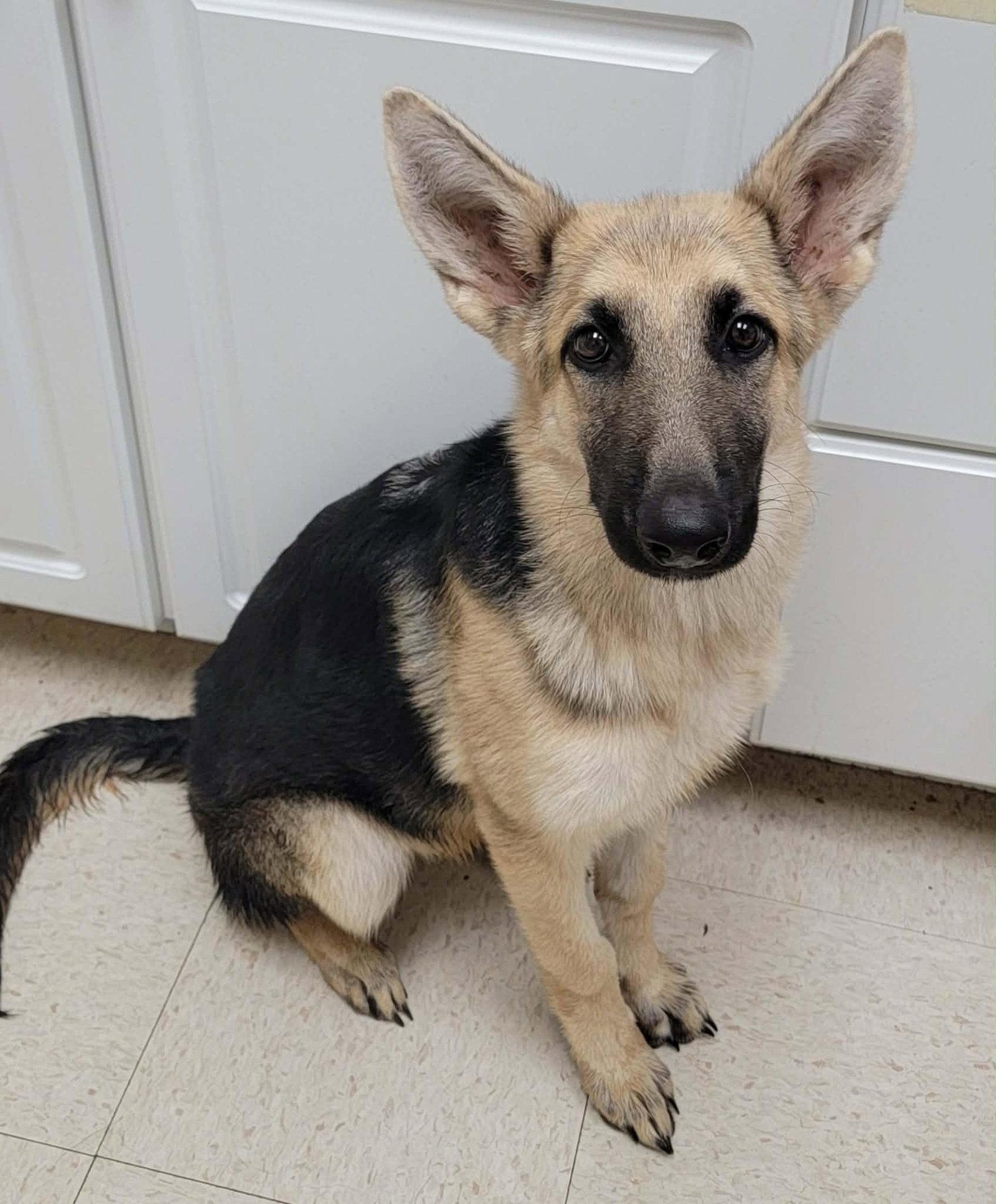 Enlarge Buffy-5months-Spay Contract Required-$425, a Adopted German Shepherd Dog in Holly Hill, SC image 1/1