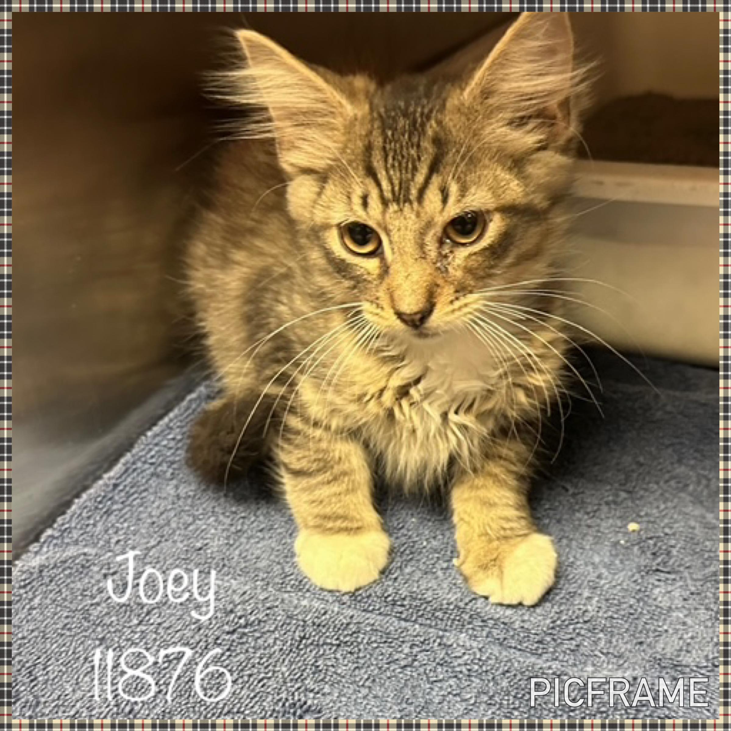 JOEY Domestic Medium Hair Cat