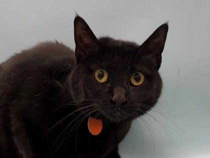 Enlarge Morticia, a Adoptable mixed breed in Woodbury, MN image 1/1
